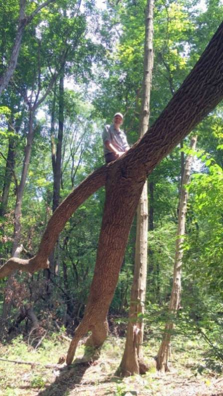 Photo of Nur Ritter posing in an Ash Tree in the GNA