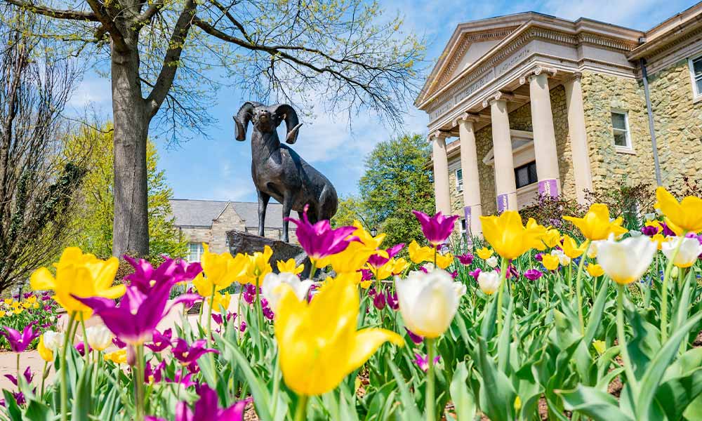 A bed of purple and yellow tulips in front of the ram statue and the Old Library