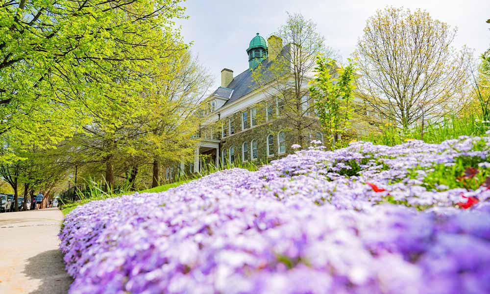 A closeup image of a garden of purple flowers in front of a campus building