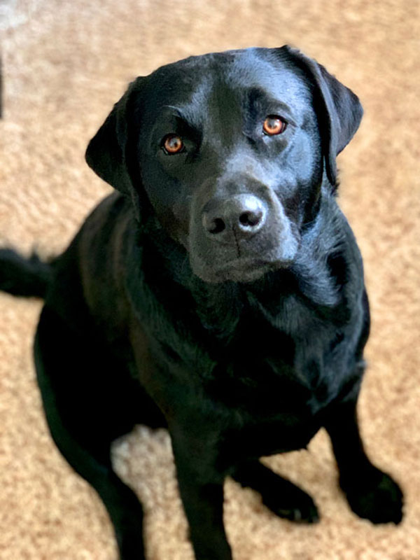 ruby dog