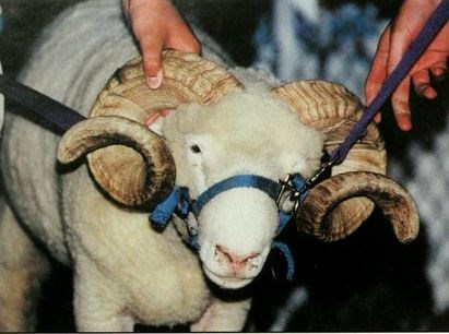 2003 Ram 1