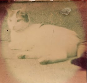 Hello Kittie