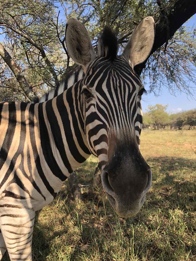 zebra