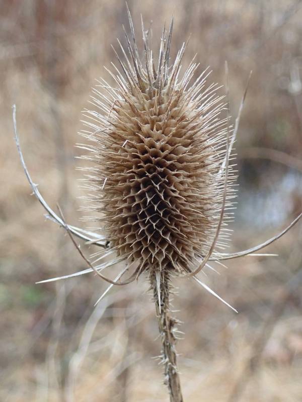 The characteristic 'seedhead' of Teasel