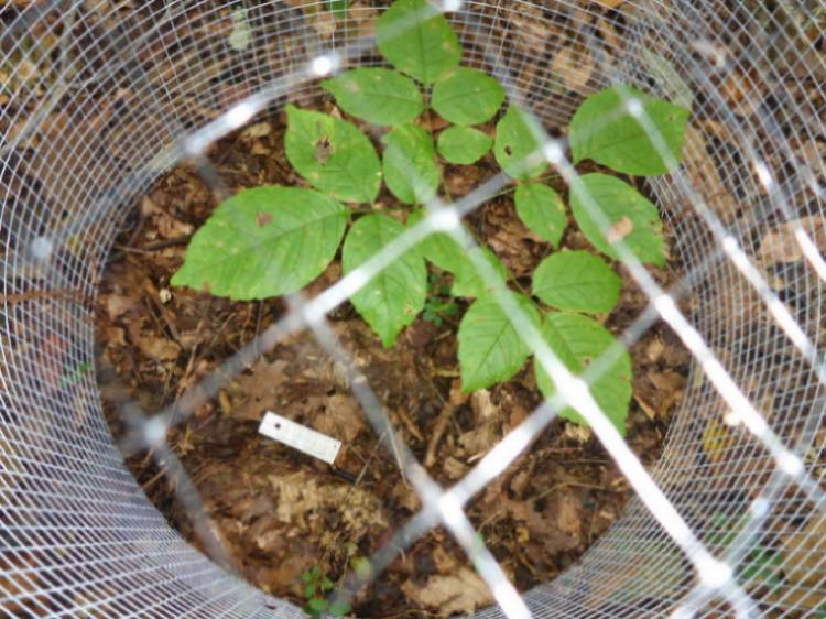 Close-up of a White Ash (Fraxinus americna) seedling