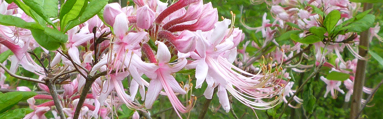 Pinkster-bush (Rhododendron periclymenoides)