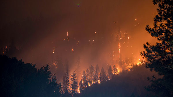Fire in forest