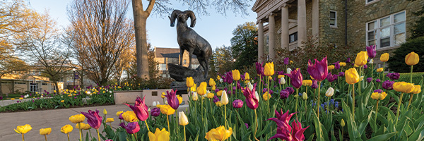 Ram statue surrounded by tulips