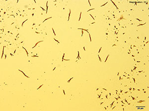reagent 6 thumbnail