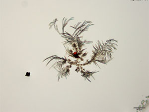 reagent 17 thumbnail