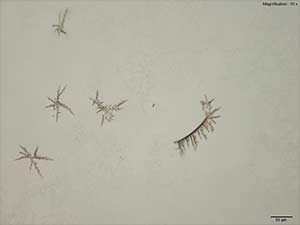 reagent thumbnail 2