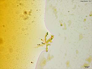 reagent thumbnail 9