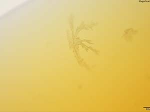 reagent 1 thumbnail