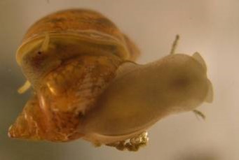 Optimal Mating Strategies for Simultaneous Hermaphrodites in the Presence of Predators Image