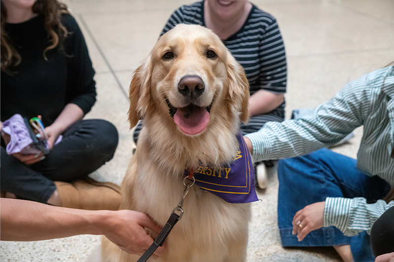 therapy dog